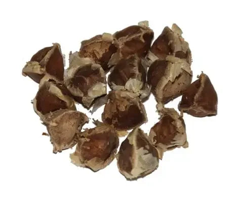 Moringa (Malunggay Seeds only x10)